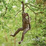 Hanging Monkey Statue