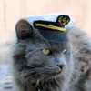 Hats For Cats