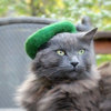 Hats For Cats