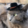 Hats For Cats