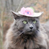 Hats For Cats