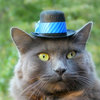 Hats For Cats