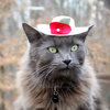 Hats For Cats