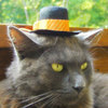 Hats For Cats
