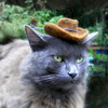 Hats For Cats