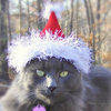 Hats For Cats
