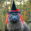 Hats For Cats
