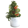 Heirloom Tomato Garden in a Pail