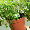 HELLO my name is... Plant Name Badges