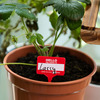 HELLO my name is... Plant Name Badges