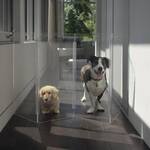 HIDDIN Zig Zag - Clear Acrylic Pet Gate