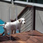 HIDDIN Zig Zag - Clear Acrylic Pet Gate