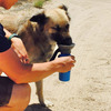 Highwave AutoDogMug - All-In-One Dog Water Bottle and Bowl