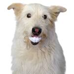 Humunga Chomp - Giant Human Teeth Dog Fetch Ball