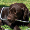Indestructible Stainless Steel Garden Hose