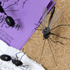 Insect Push Pins