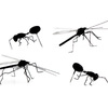 Insect Push Pins