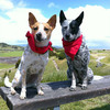 Insect Shield Dog Bandana