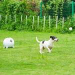 iRetriever - Portable Dog Ball Launcher