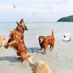 iRetriever - Portable Dog Ball Launcher