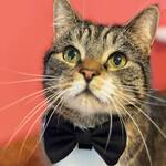 James Bond 007 Pet Bow Tie