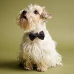 James Bond 007 Pet Bow Tie