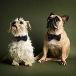 James Bond 007 Pet Bow Tie