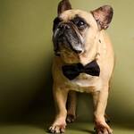 James Bond 007 Pet Bow Tie