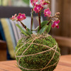 Japanese Kokedama Gardening Kit - Create Unique Living Art