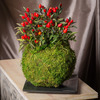 Japanese Kokedama Gardening Kit - Create Unique Living Art