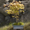 Japanese Maple Bonsai