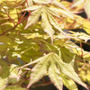 Japanese Maple Bonsai