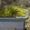 Japanese Maple Bonsai