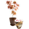 Japanese Maple Tree - Rice Hull Growing Kit