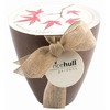 Japanese Maple Tree - Rice Hull Growing Kit