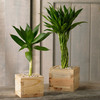 Japanese Sake Box Cachepots