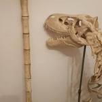 John Hammond's Cane With a Real Mosquito - Jurassic Park Prop Replica