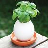 Jumbo Egglings - Plants You Hatch and Grow - Now Twice As Big!
