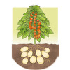 Ketchup 'N' Fries Plant - Grow Tomatoes and Potatoes on a Single Plant