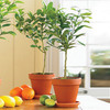 Key Lime Tree
