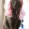 Kitty Wigs