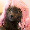 Kitty Wigs