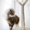 Kitty Wigs