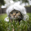 Kitty Wigs