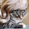Kitty Wigs