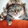 Kitty Wigs