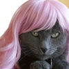 Kitty Wigs