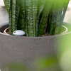 Koubachi Wi-Fi Plant Sensor