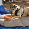 Kurgo Collaps-a-Bowl - Portable Pet Travel Bowl