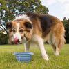 Kurgo Collaps-a-Bowl - Portable Pet Travel Bowl